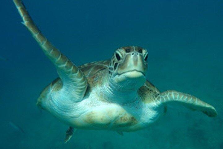 Crociera in catamarano per il tramonto e lo snorkeling nelle Barbados