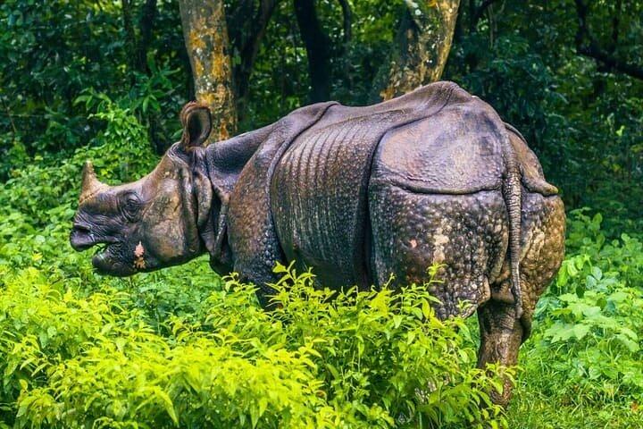 Chitwan Jungle Safari Escape : 3 dagar från Katmandu eller Pokhara