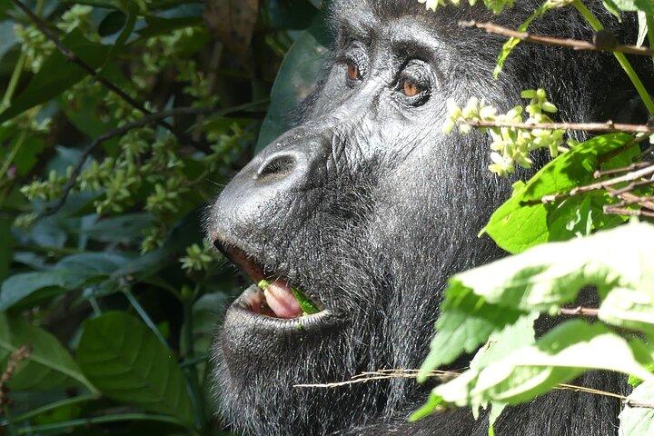 3 dagars äventyr Bwindi Forest och Bunyonyisjön