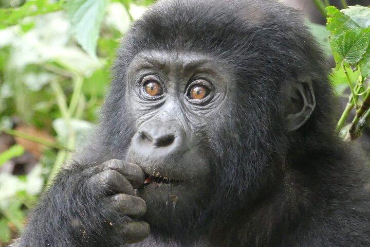 3 dagars äventyr Bwindi Forest och Bunyonyisjön