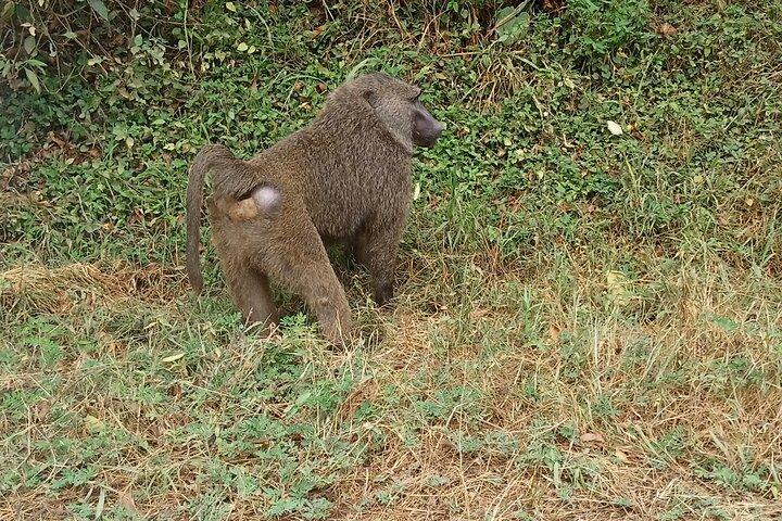 3 dagars äventyr Bwindi Forest och Bunyonyisjön