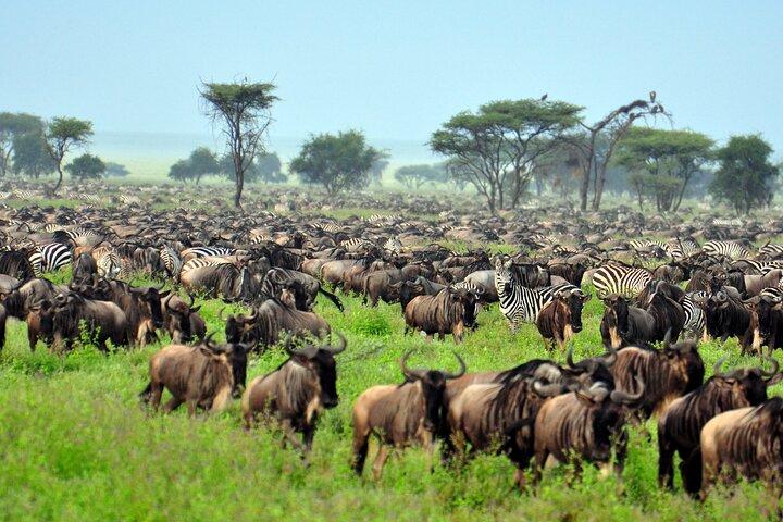 5 días de aventura privada en safari en Tanzania