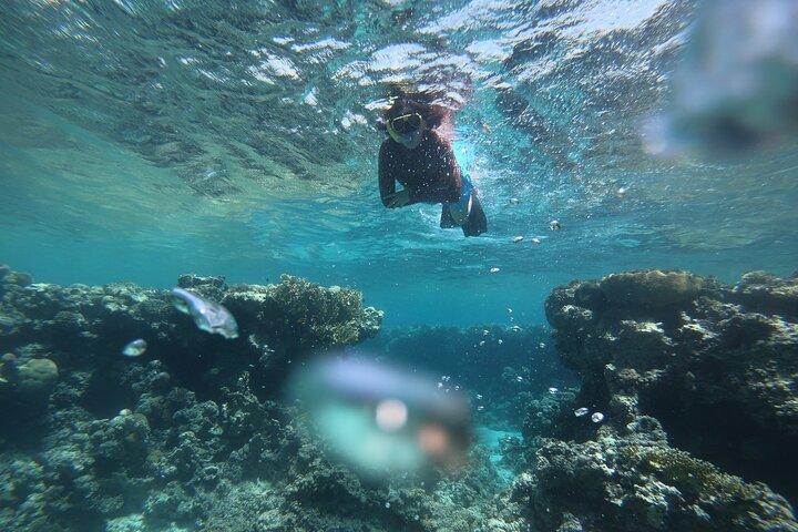 Privat snorklingsupplevelse i Aqaba Röda havet