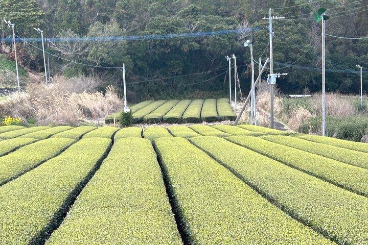 Private Tagestour in Kagoshima
