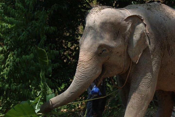 Phuket Hightlight Elephant Sanctuary Observe Experience