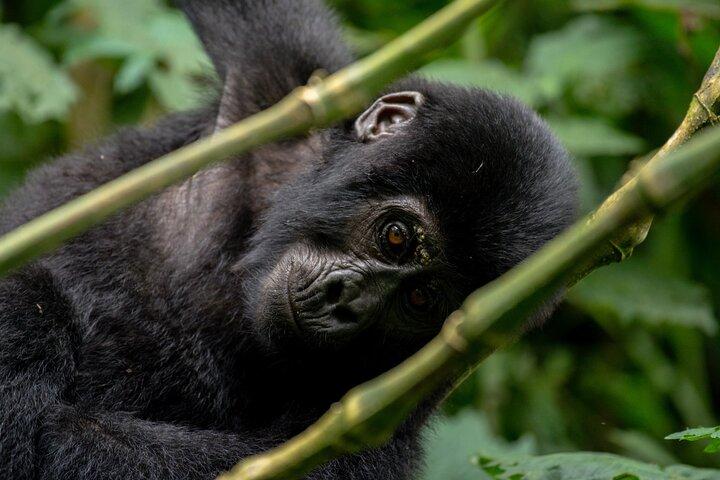 Uganda 5 Dias de Leão e Gorila
