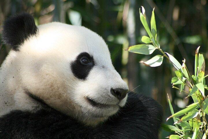 Chengdu Panda Basisticket mit privatem Transfer & Fortgeschrittener Option