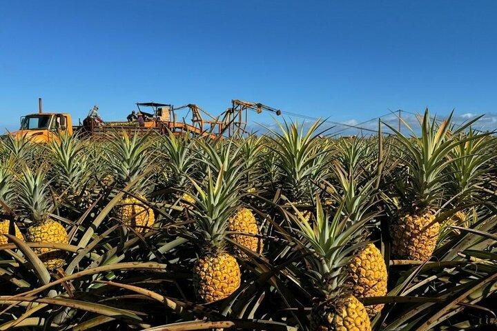 North Shore Dole Pineapple Farm-rondleiding