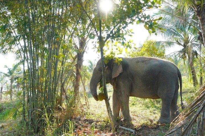 Living Green Elephant Sanctuary Tour von Bangkok und Pattaya