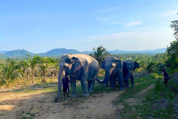 Living Green Elephant Sanctuary Tour von Bangkok und Pattaya