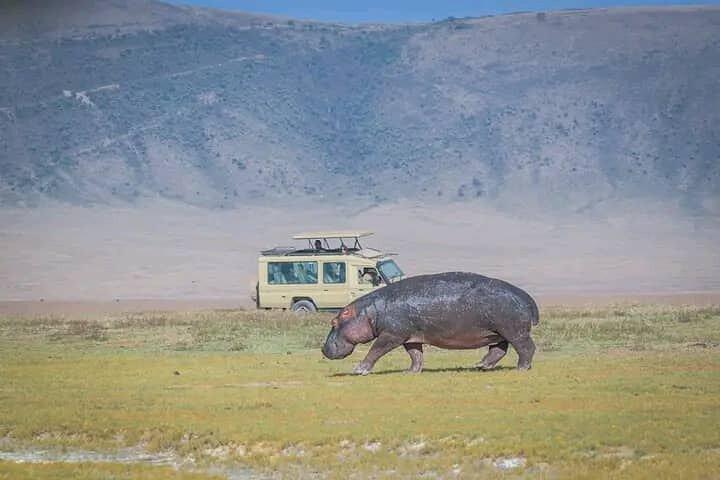 5 dagars privata safariturer i Serengeti, Ngorongoro krater och Tarangire