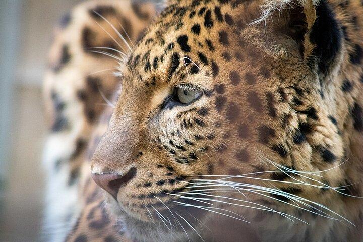 O grande Kenya Escape Safari esplendor e a felicidade costeira