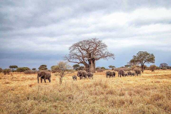 3 Dagen Ngorongoro Krater en Serengeti Safari.
