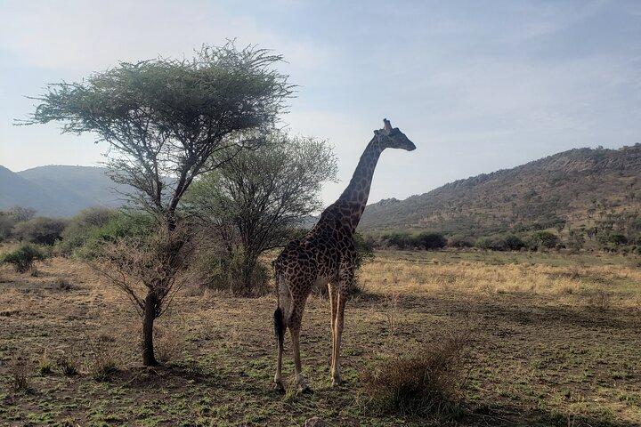 3 Dagen Ngorongoro Krater en Serengeti Safari.