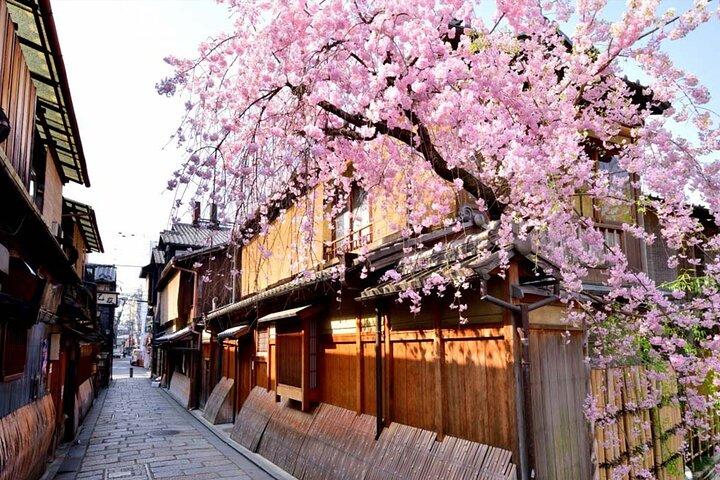 京都：祇園秘宝＆芸者文化ツアー
