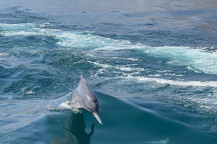 ドバイからアラビアのハサブオマーン電信島ノルウェー