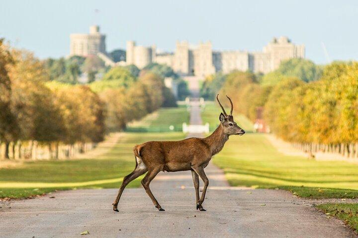 Visite privée du château de Stonehenge et Windsor