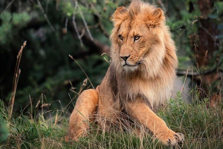 Half Day Tour To Nairobi National Park
