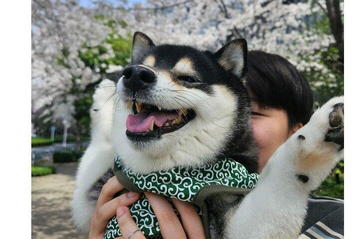 靖国神社柴犬散歩 東京の静かな一面を探る
