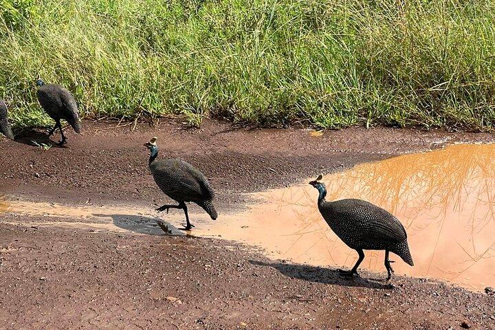 Excursion d'une demi-journée dans le parc national de Nairobi