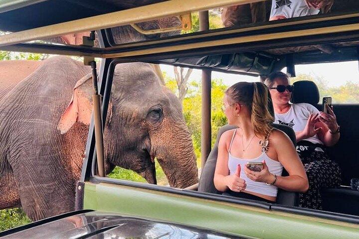 Yala Nationalpark Safari Tour vom Hafen Hambantota