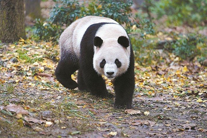 Private Chengdu Panda Base Tour mit Abholung vom Hotel