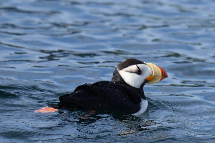 8hr Kenai Fjords Whale Watching Tour w/ 1hr Fishing 16 Passengers