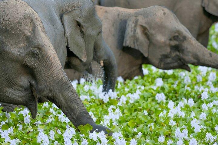 Tour privato da Polonnaruwa a Kandy con Wasgamuwa Safari