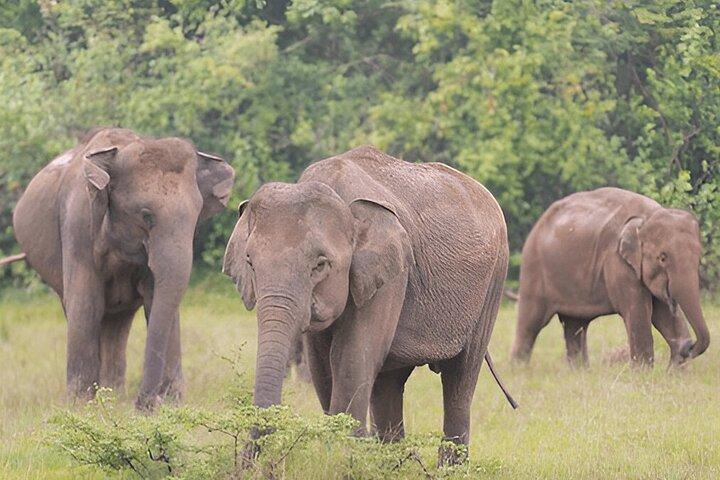 Private Tour von Polonnaruwa nach Kandy mit Wasgamuwa Safari