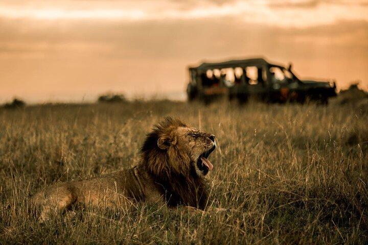 Safari privado de 3 días en Masai Mara