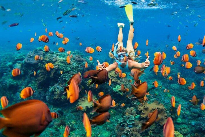 Mnemba Snorkeling e Natação com Dolphins Trip