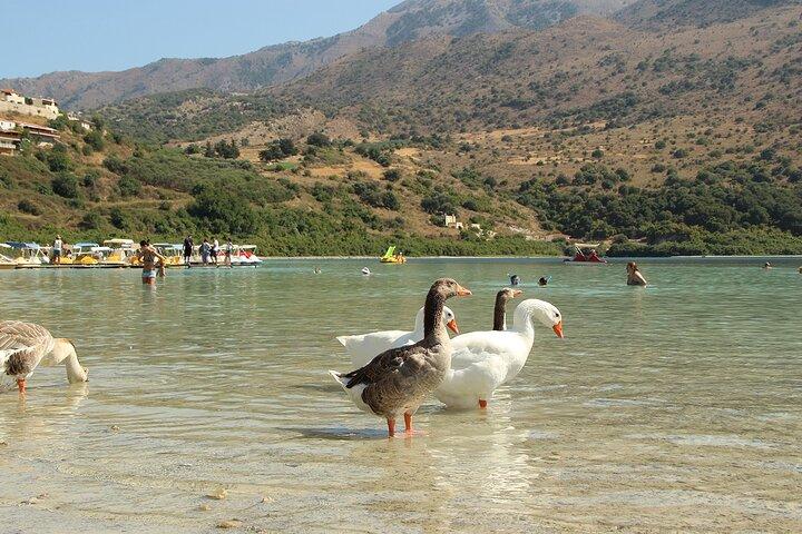 Privat tur hele dagen: Hoteller i nærheden af Kournas Lake & Rethymno Town