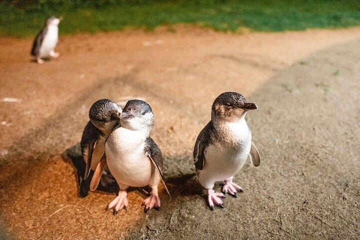 メルボルン発フィリップ島小グループペンギン＆ワインツアー