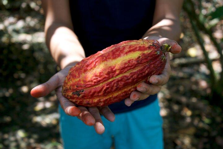 ¡Granja de cacao y fabricación de chocolate!