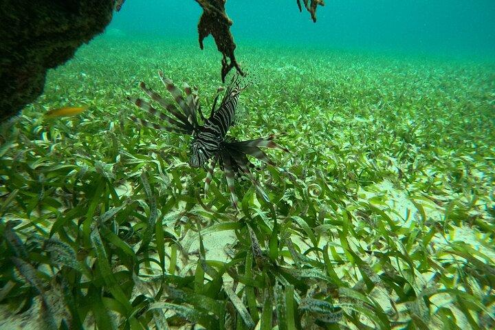 Explore as rochas do México e Stingray City