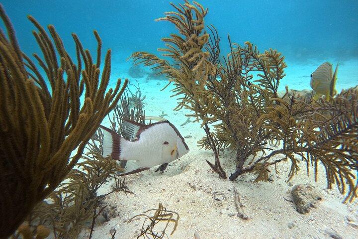 Explore as rochas do México e Stingray City