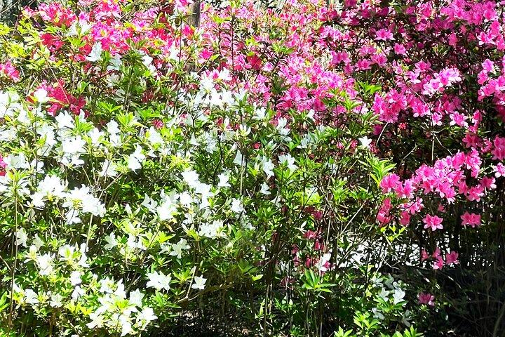 Hoteller i nærheden af Magnolia Plantation and Gardens