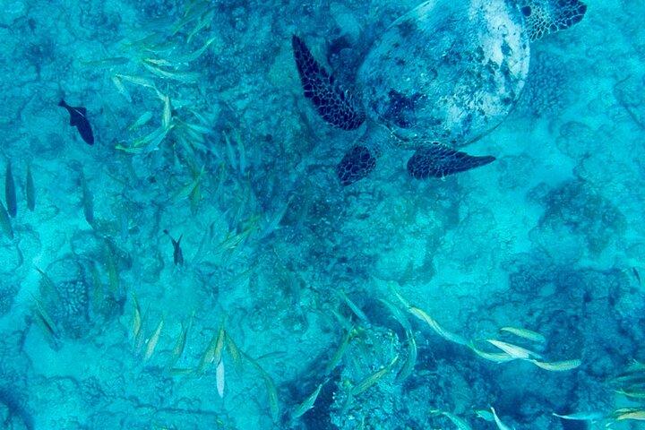 Snorkelen Avontuur bij Turtle Canyon