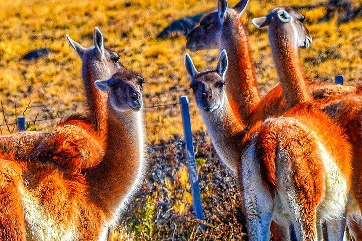 Tour Privado de 18 Dias pela Argentina Patagônia e Vinhos