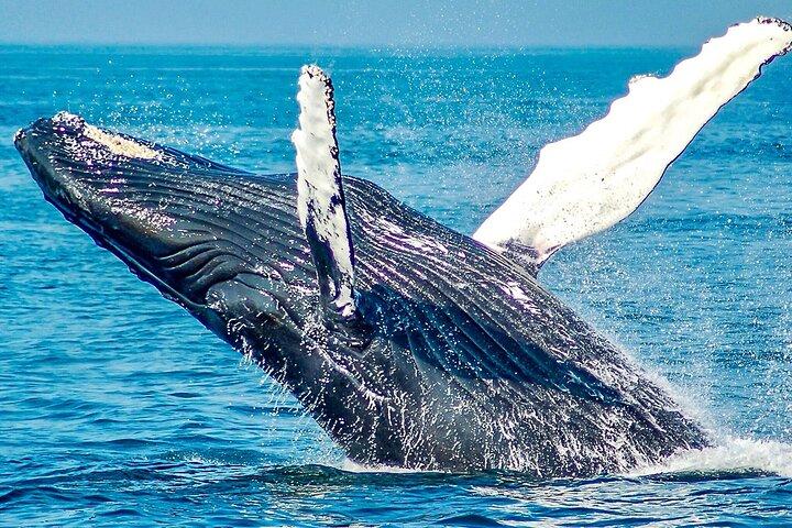 Tailor Made Argentina Patagonia Wildlife Tour med eksklusiv bil