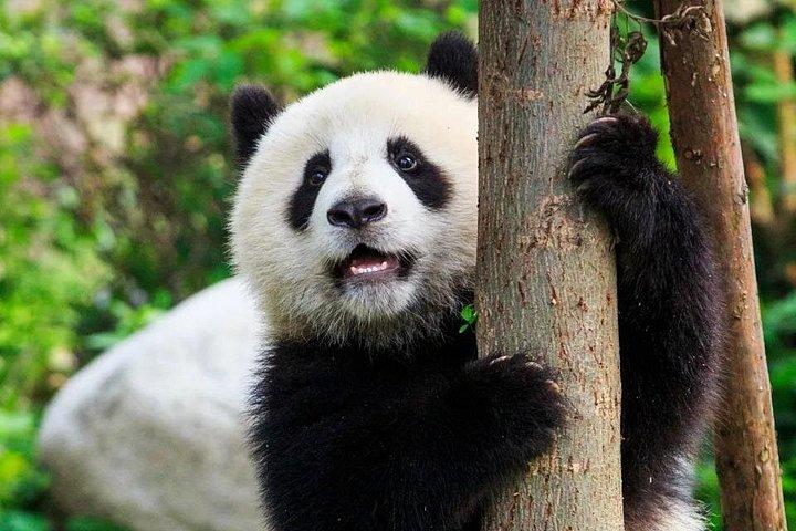 Private Chengdu Panda Base Tour mit Abholung vom Hotel