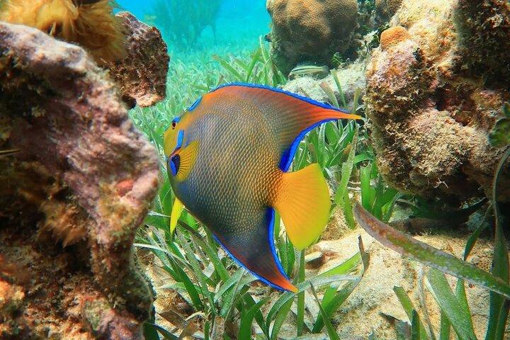 プエルトモレロスリーフ国立公園でのシュノーケリングアドベンチャー