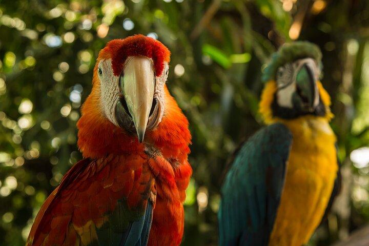 3 Tage - Posada Amazonas Classic Programm Gruppenreise