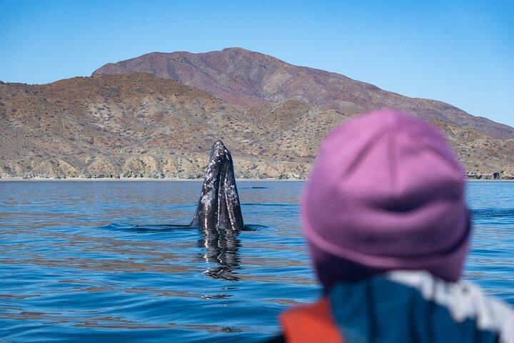 Grey Whale Watching Tour met mariene bioloog en kleine groep