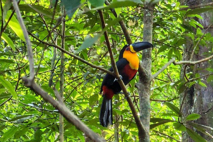 Explora lo mejor de Tijuca Forest – Caminata a Picos, Cuevas y Cataratas