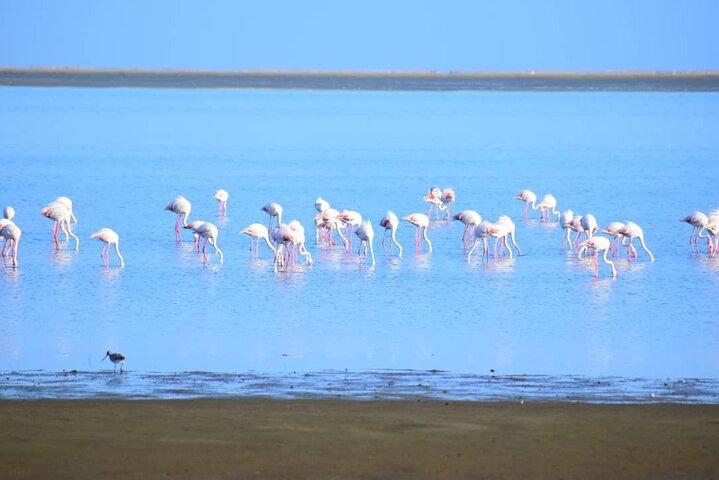 Tour de meio dia de Sandwich Harbour 4x4