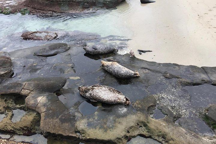 San Diego Tide Pool Tour