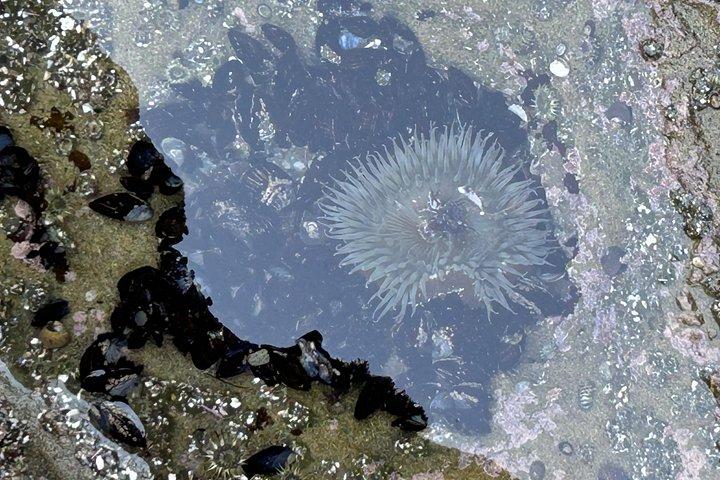 The Private Point Loma Tide Pool Tour