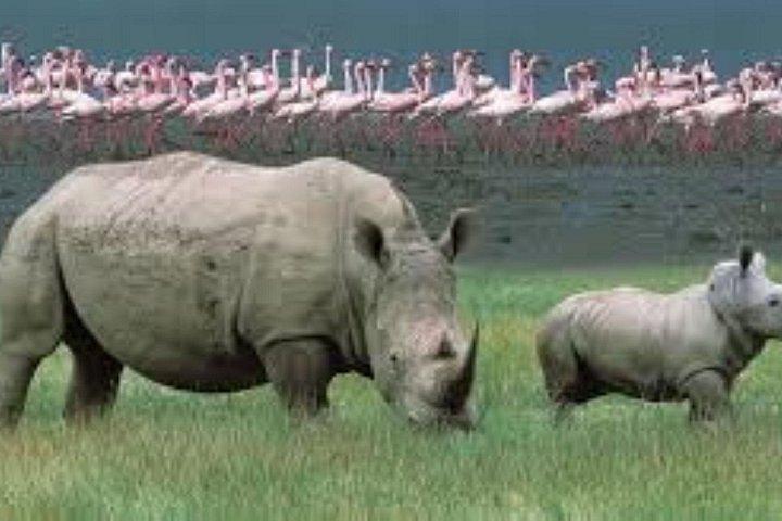 ナヴァシャ湖のオプションのボートライドでナクル湖へのプライベートデイツアー