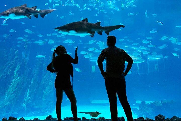 Pacchetto Acquario Poema del Mar e Bus TUI
